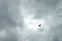 Flight