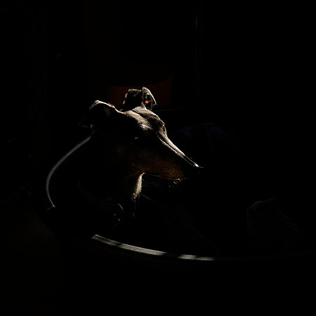 Millie (dark)