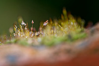 Dewdrop