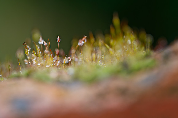 Dewdrop