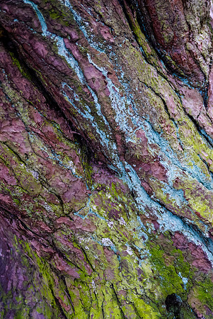 Spring Bark 2