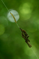 Pathfinder