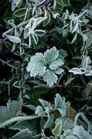 Frosted Leaf