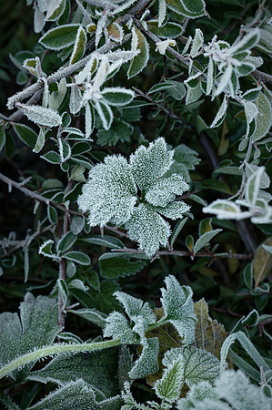 Frosted Leaf