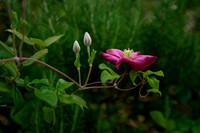 Dark Clematis